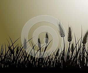 Field of wheat