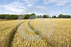 Field of wheat