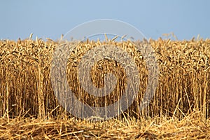 Field with wheat