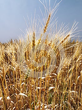 Field of wheat.