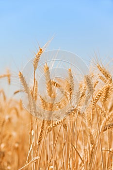 Field of wheat