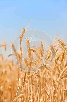 Field of wheat