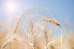 Field of wheat