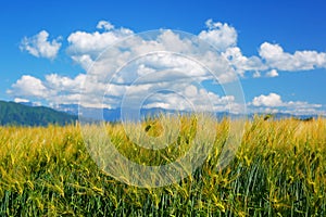 Field of wheat against blue sky.