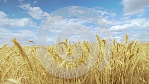 The field wheat against the blue sky. Spikelets of wheat with grain shakes wind. grain harvest ripens in summer