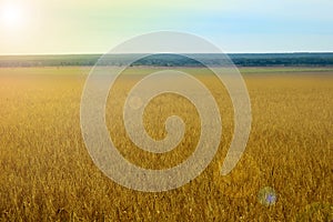 Field of wheat, agriculture. Mature grain. Cones of wheat grow in area on a farm. Wheat harvest. against the nature, it is tinted