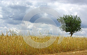 Field of wheat in alentejo.