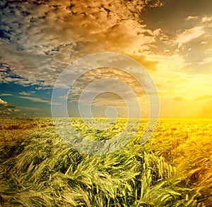 Field of wheat on a background sunrise