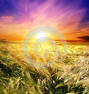 Field of wheat on a background sunrise
