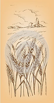 Field of Wheat, Barley or Rye