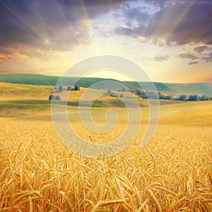 Field of wheat
