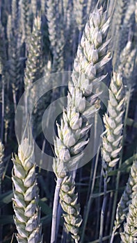 Field of wheat photo