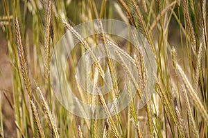 Wheat blowing in the winds