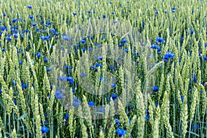 Field of wheat with blue bonnet flowers mixed with green straws