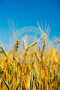 A field of wheat with a blue sky in the background