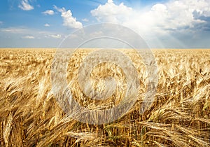 Field of wheat in bright sunlight, agricultural background