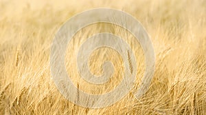 Field of wheat closeup with long fuzzy beards