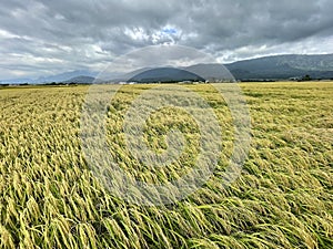 Field of wheat with cloudy sky