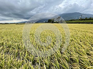 Field of wheat with cloudy sky