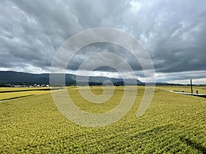 Field of wheat with cloudy sky