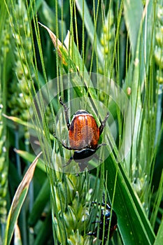 Field with wheat and cockchafer May bug or doodlebug