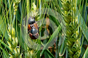 Field with wheat and cockchafer May bug or doodlebug