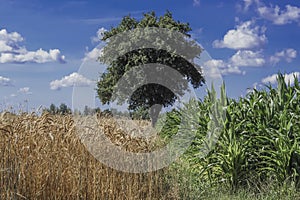 Field of wheat and corn and single tree