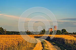 A field of wheat, a dirt road and a ruined rural church at sunset of a summer day. Moscow region, Russia.