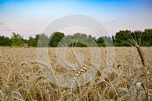 Field with wheat ears