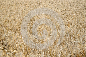 Field with wheat ears