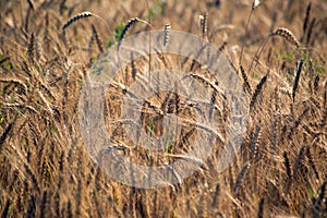 Field. Wheat ears. Cereals. Beautiful view of the wheat field. Harvest of bread. Wheat, rye.