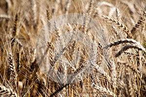 Field. Wheat ears. Cereals. Beautiful view of the wheat field. Harvest of bread. Wheat, rye.