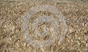 Field. Wheat ears. Cereals. Beautiful view of the wheat field. Harvest of bread. Wheat, rye.