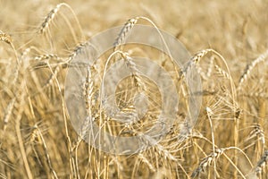 Field of wheat. Ears of Golden wheat closeup. Beautiful nature rural landscape in bright sunlight.