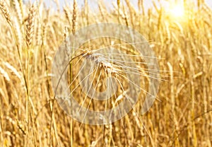 A field of wheat. Ears of Golden wheat closeup. Beautiful Nature Rural landscape under bright sunlight.