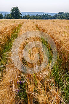 The field of wheat ears under the clear blue sky