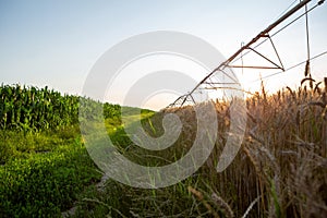 A field with wheat and a field with corn at sunset. Above the wheat is an irrigation system