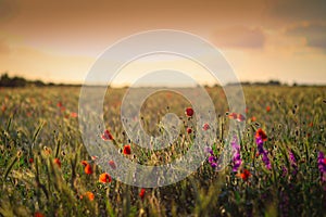 Field with wheat grain and red poppy flowers at dusk