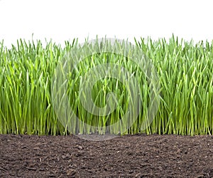 Field Wheat Grass Soil