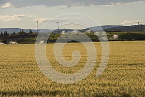 A field of wheat and grazing cows, central Oregon, USA