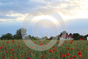 Field of wheat, green wheat against the backdrop of sunset clouds. Field of green wheat and red poppies. wild poppy