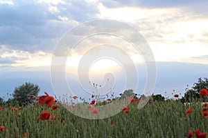 Field of wheat, green wheat against the backdrop of sunset clouds. Field of green wheat and red poppies. wild poppy