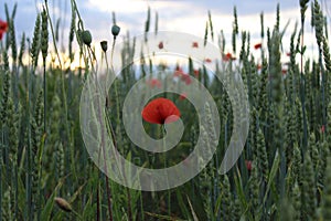 Field of wheat, green wheat against the backdrop of sunset clouds. Field of green wheat and red poppies. wild poppy