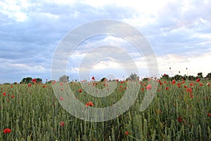 Field of wheat, green wheat against the backdrop of sunset clouds. Field of green wheat and red poppies. wild poppy