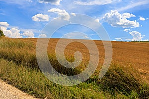 Field after wheat harvest. Background with selective focus