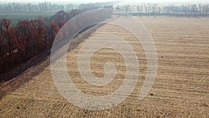 Field after wheat harvest, trees dirt road, field with green agricultural plants