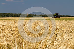 Field of wheat and harvester