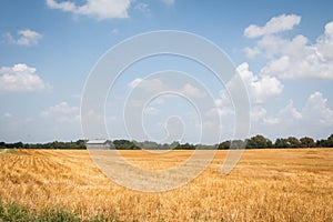 Field of Wheat in the Heartland