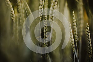 A field of wheat on a hot summer afternoon