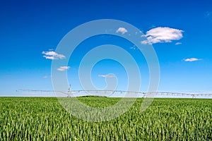 A field with wheat, and a irrigation installation in the background,